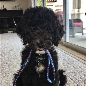 Meet your Posher, Annie